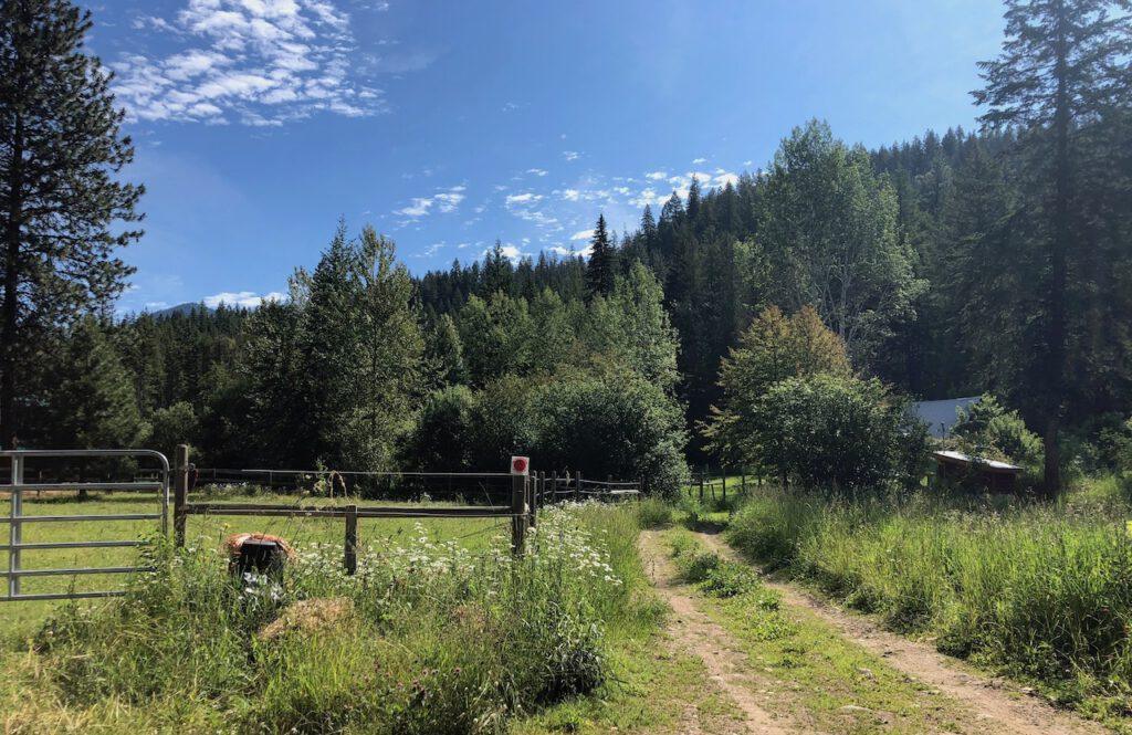 sunny morning view of a homestead driveway and paddock