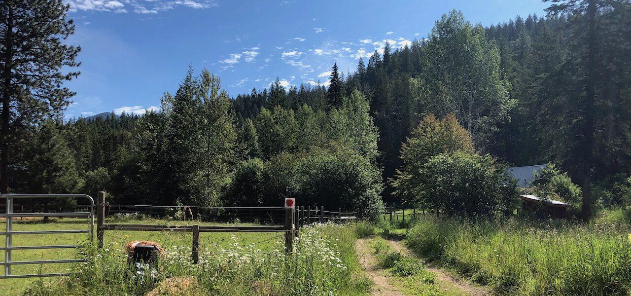sunny morning view of a homestead driveway and paddock