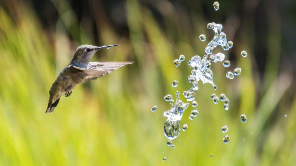 hummingbird flying towards water drops