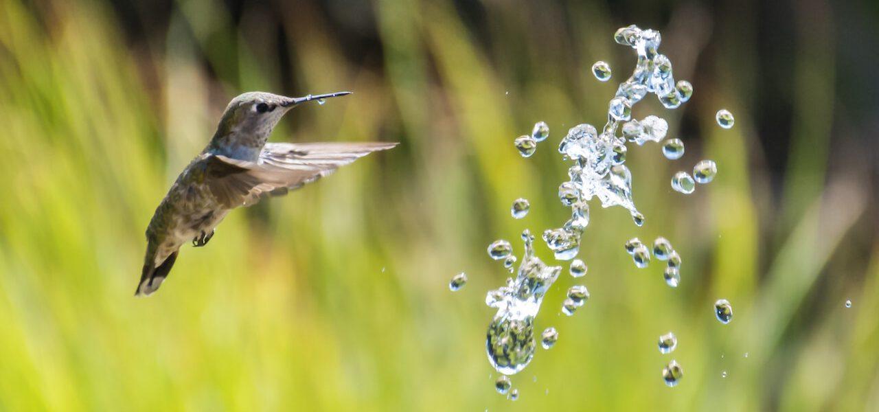 hummingbird flying towards water drops