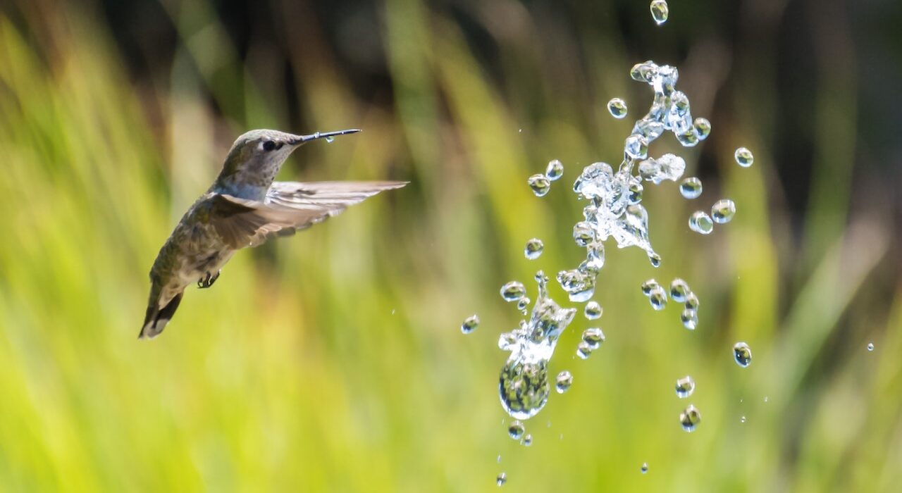 hummingbird flying towards water drops