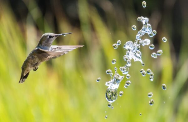 hummingbird flying towards water drops