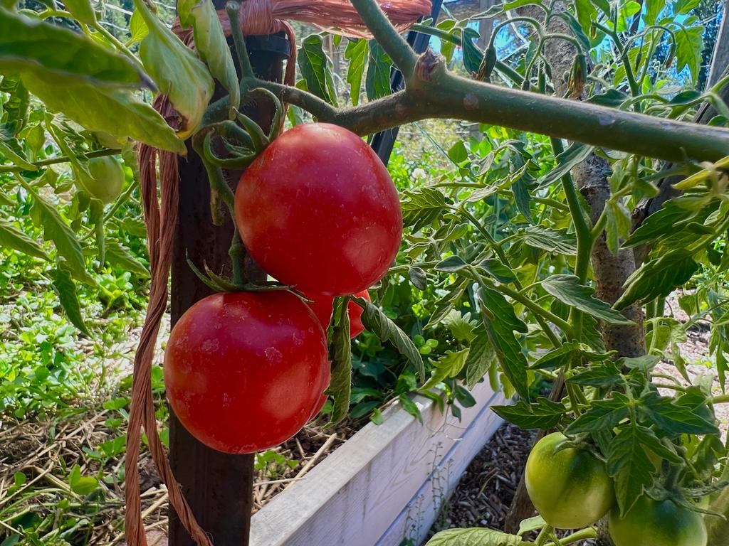 bright red tomatoes on the vine