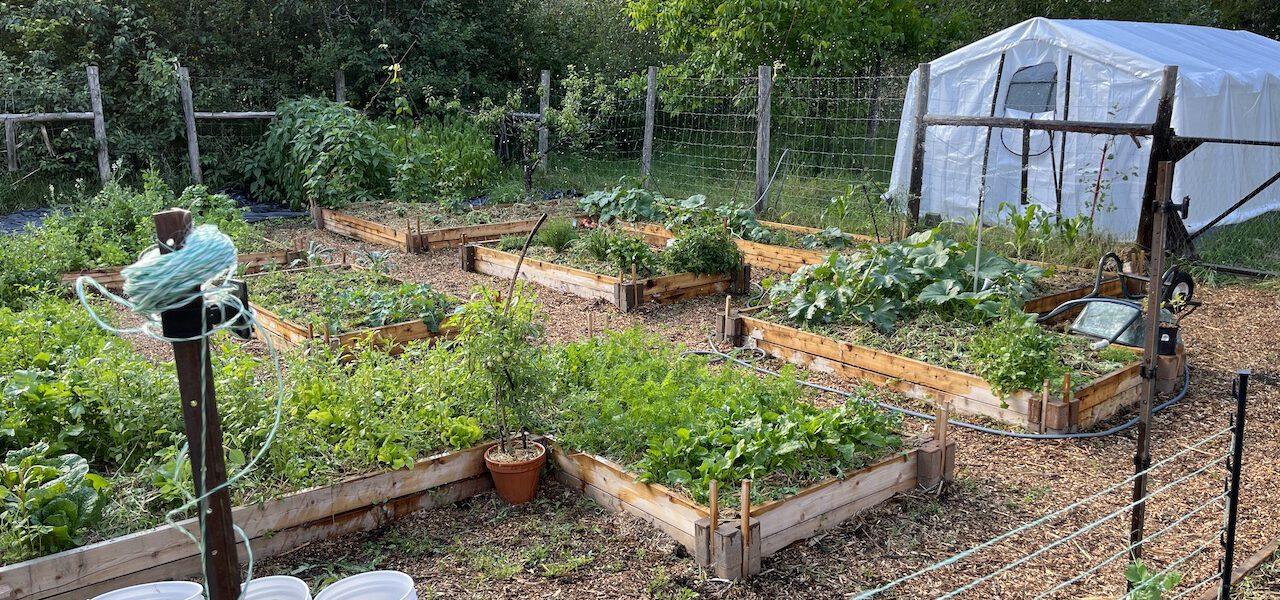Lush green garden and greenhouse