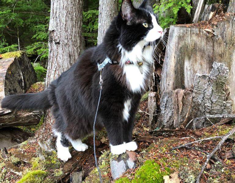 Black cat in the forest