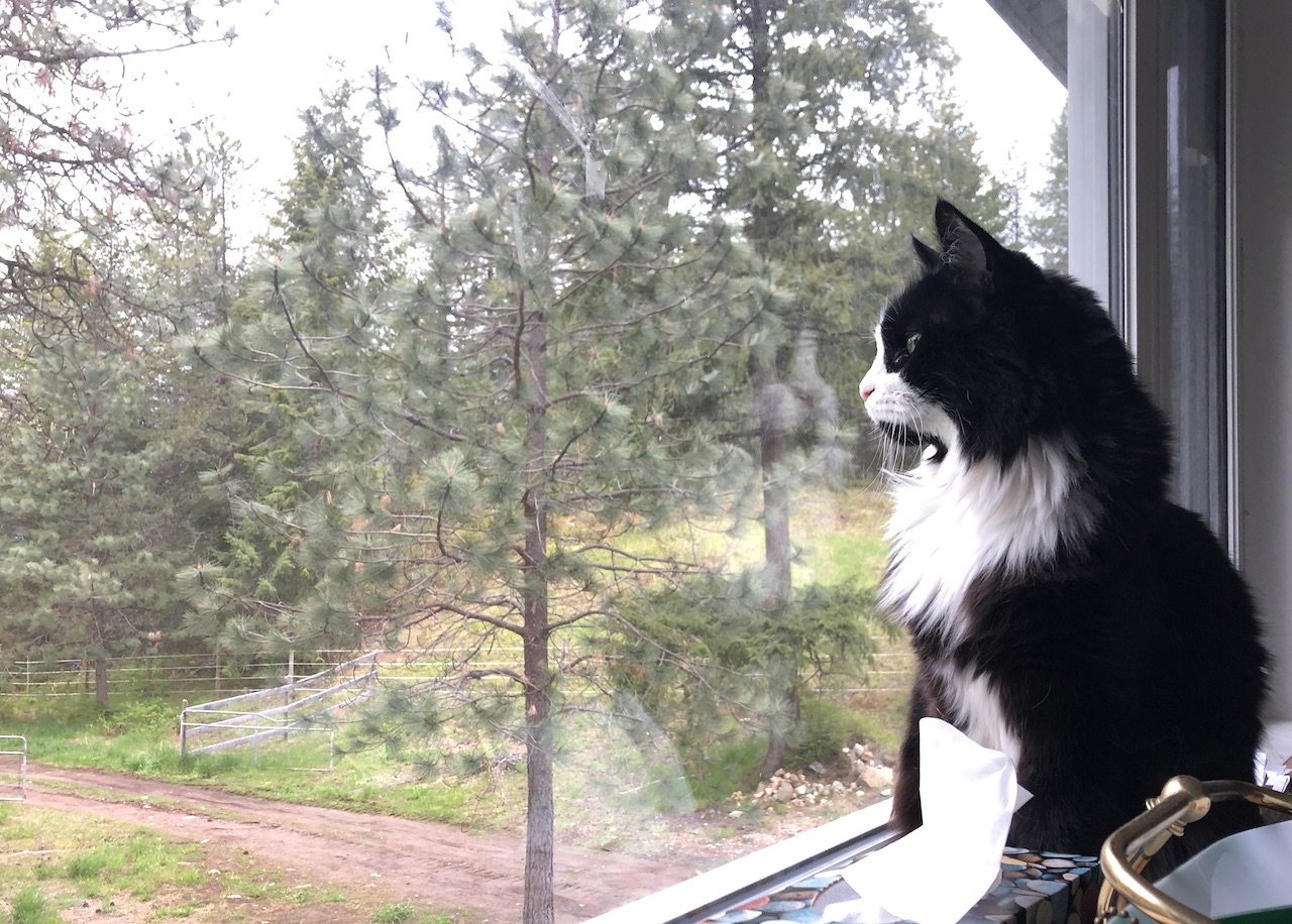 Black house cat on a window sill looking out at nature