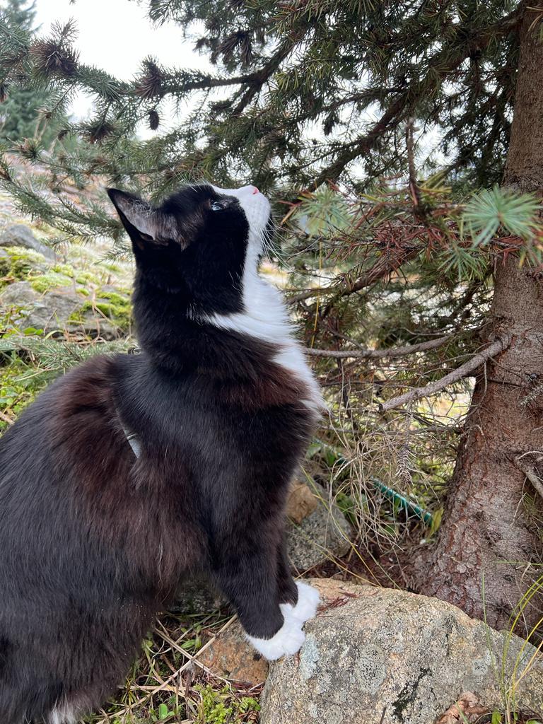A black and white cat outdoors looking up at a tree