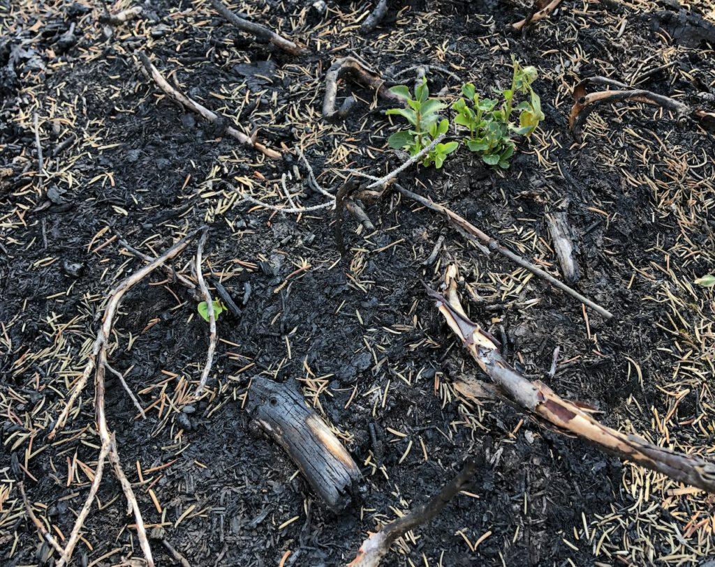 A green plan emerges from the black ashes of a wildfire