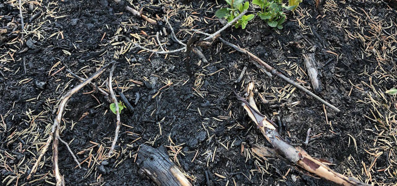 A green plan emerges from the black ashes of a wildfire